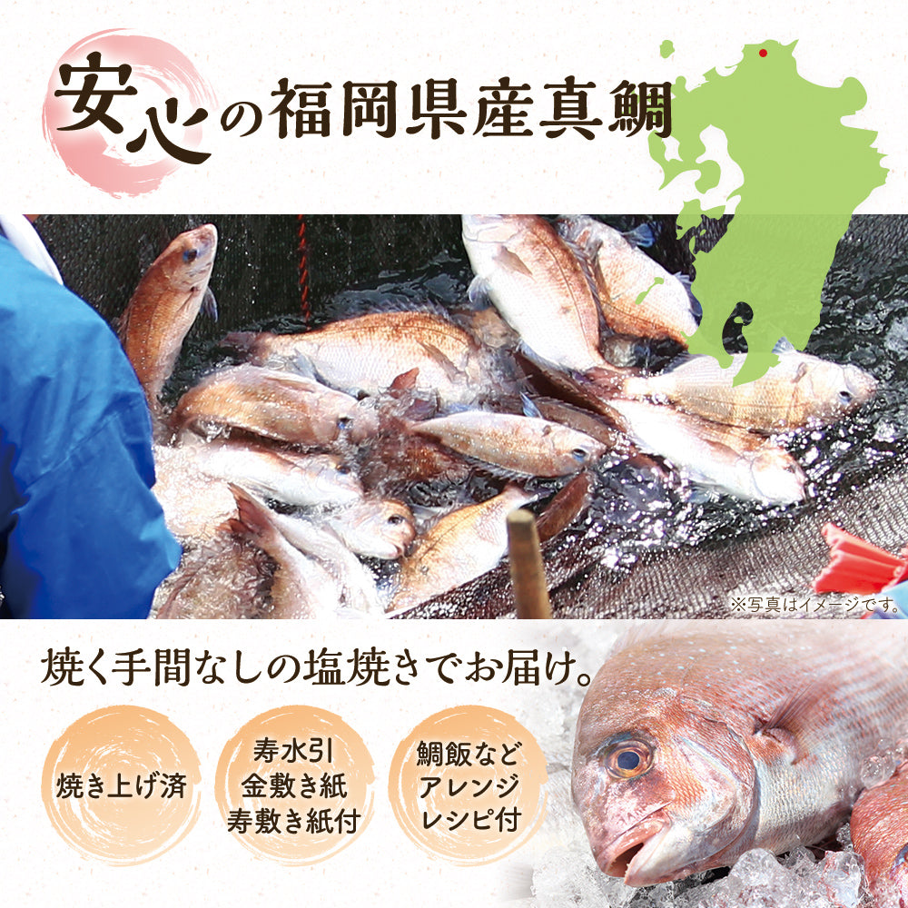 祝い鯛(100日祝い・ももかのいわい) 約400g おくいぞめ お食い初め 送料無料